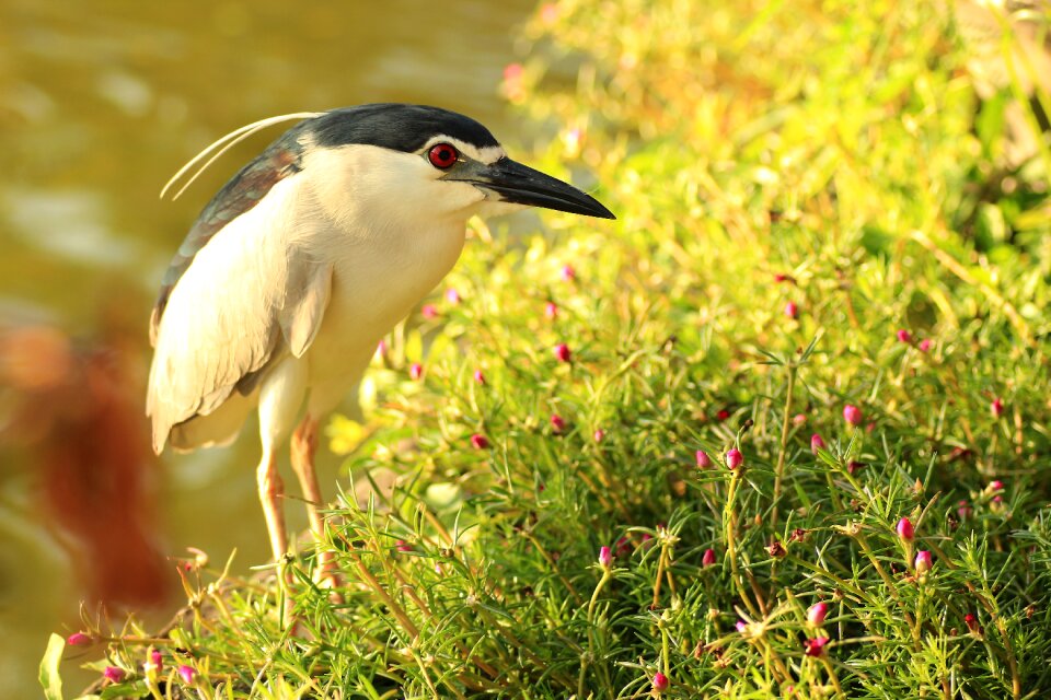 Exotic nature animal world