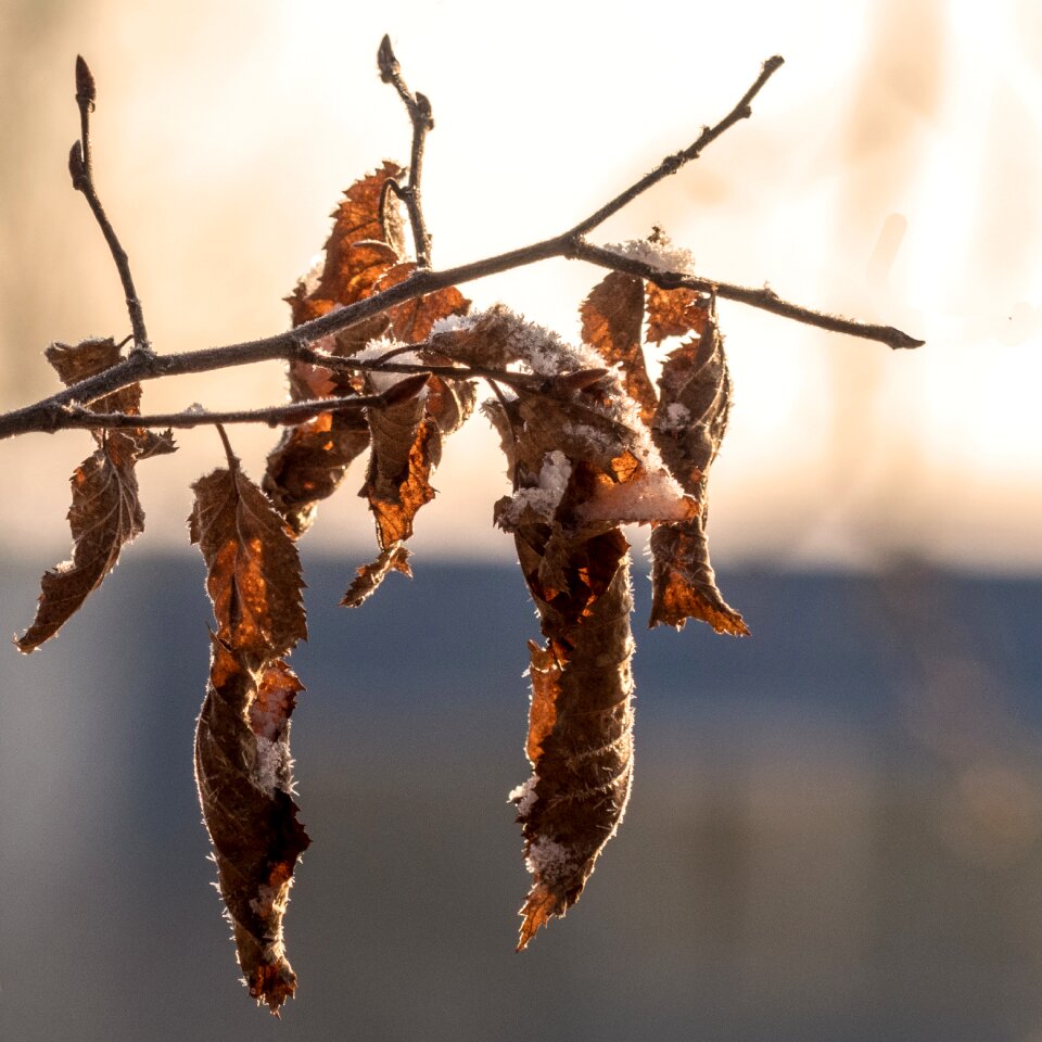 Season foliage branch leaves
