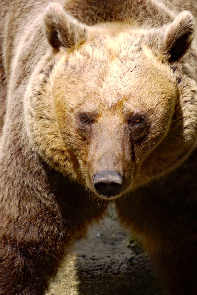 Brown bear animal wild