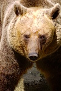 Brown bear animal wild photo