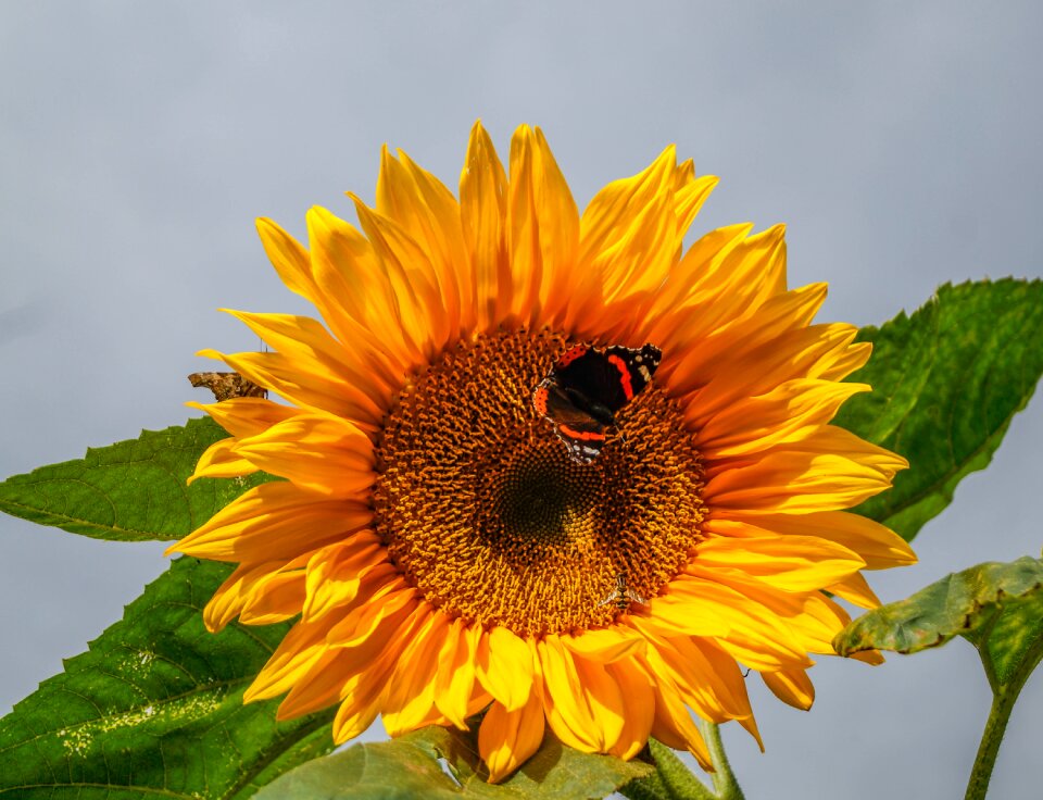 Close up nature garden photo