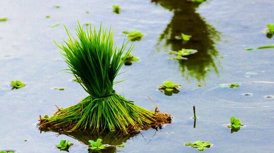 Rice rice field Free photos photo