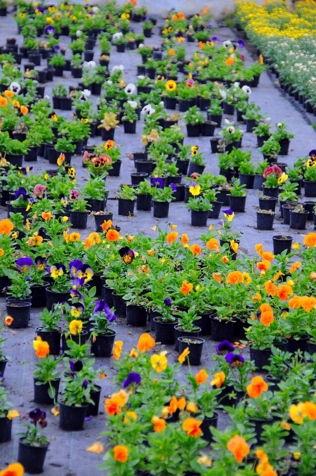 Plant flower summer plants