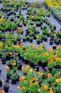 Plant flower summer plants