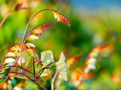 Blossom bloom plant