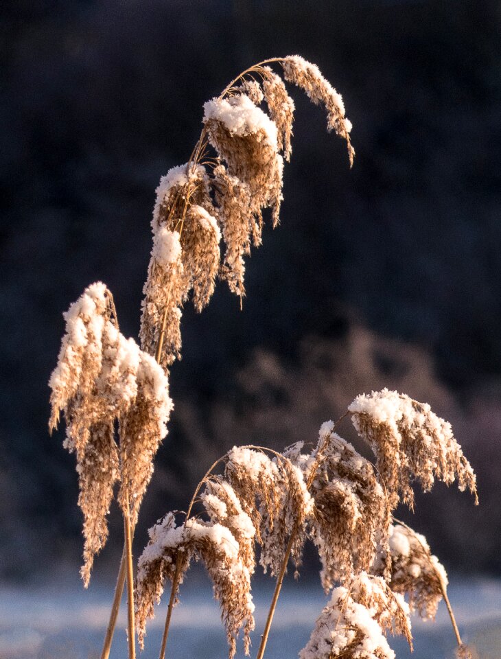 Snow winter cold cold