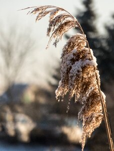 Frost close up cold photo