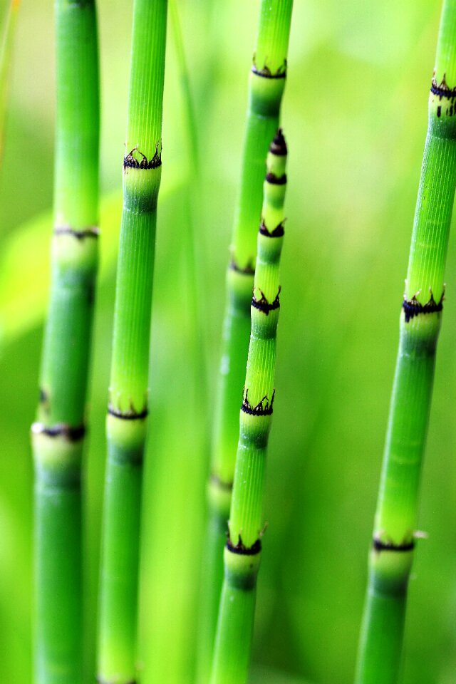 Plant bamboo rods bamboo trees
