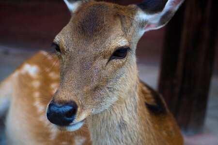 Animal horn wildlife
