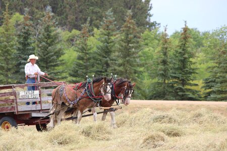 Team horsepower nature