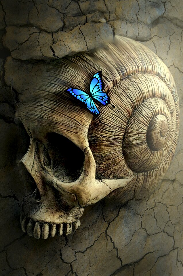 Snail butterfly stone