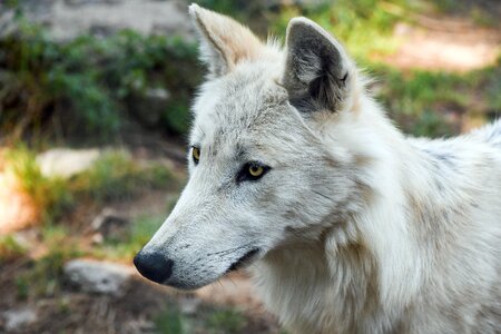 Young predator white