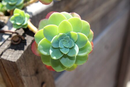 Succulent flora plant
