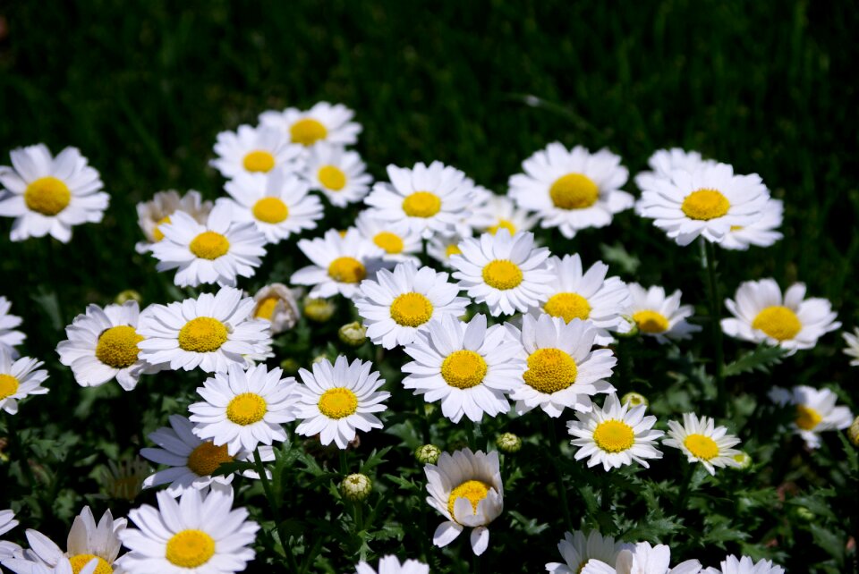 Summer garden daisy