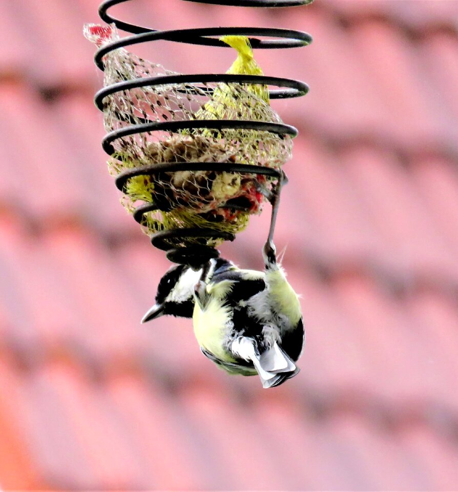 In search of food feed spiral hanging