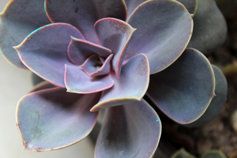 Succulent flora nature