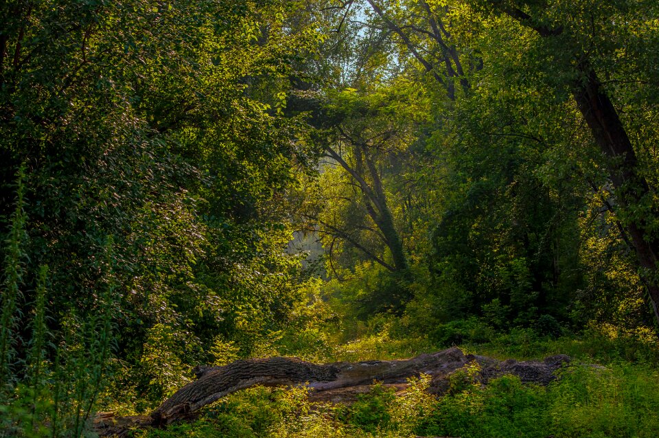 Balance beam forest trees morning