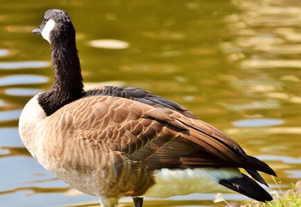 Bird poultry greylag goose photo