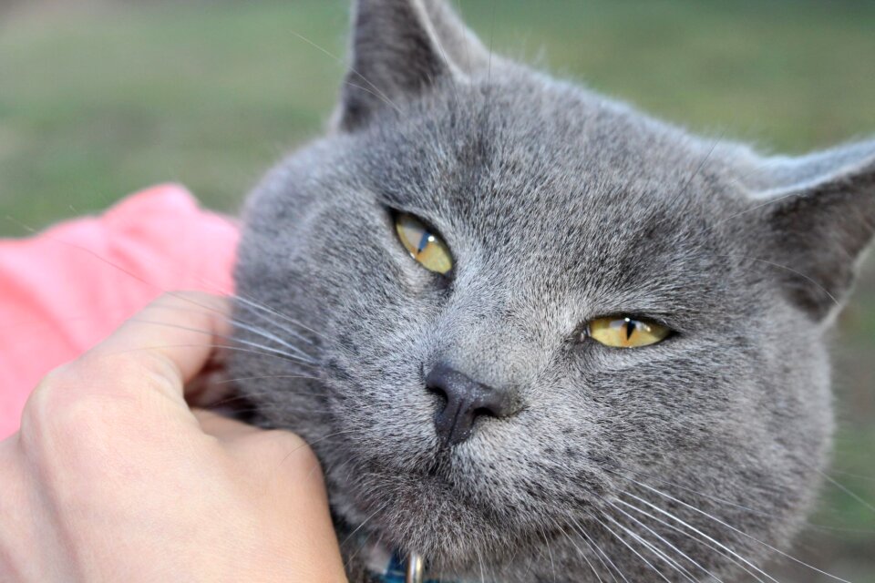 Grey gray feline