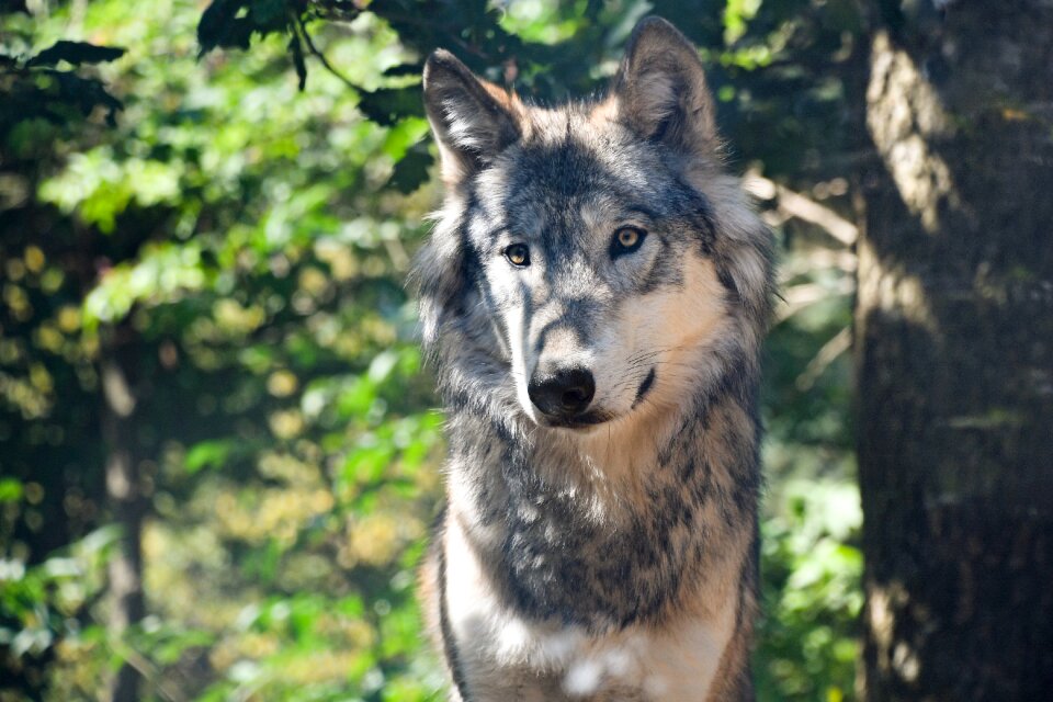 Grey animal wild