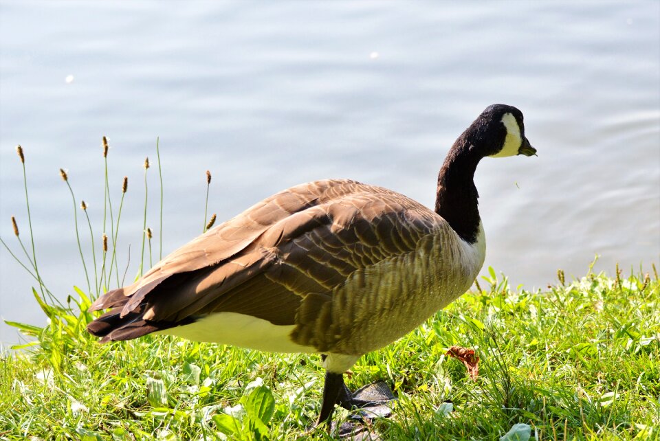 Bird poultry greylag goose