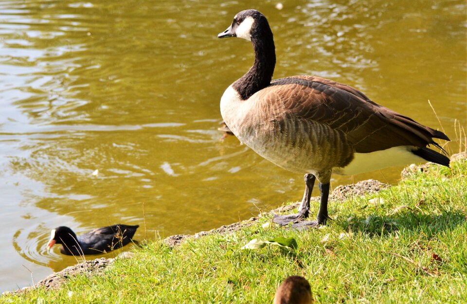 Bird poultry greylag goose