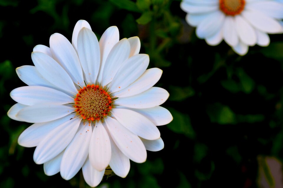 Macro petals white daisy
