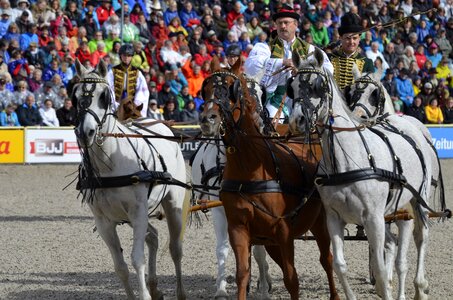 Coach thoroughbred arabian mares