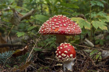 Mushrooms forest garden photo