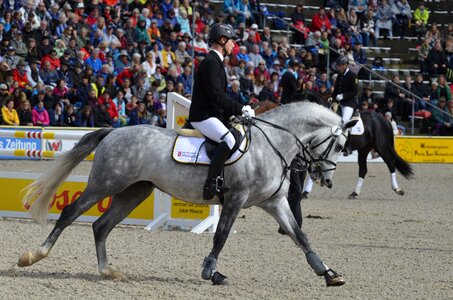 Stallion jump ride photo