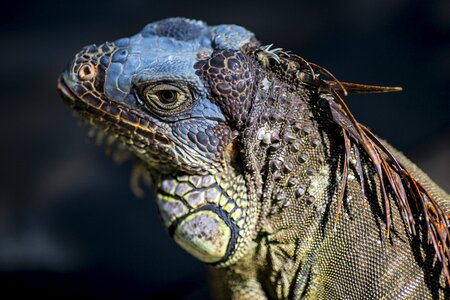 Lizard wild reptile