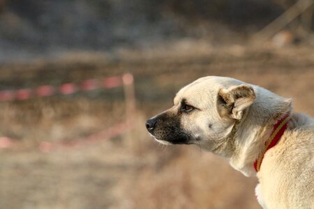 Cute dog pet