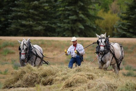 Animal grass farm