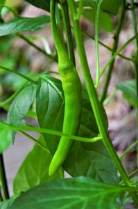 Nature vegetable close