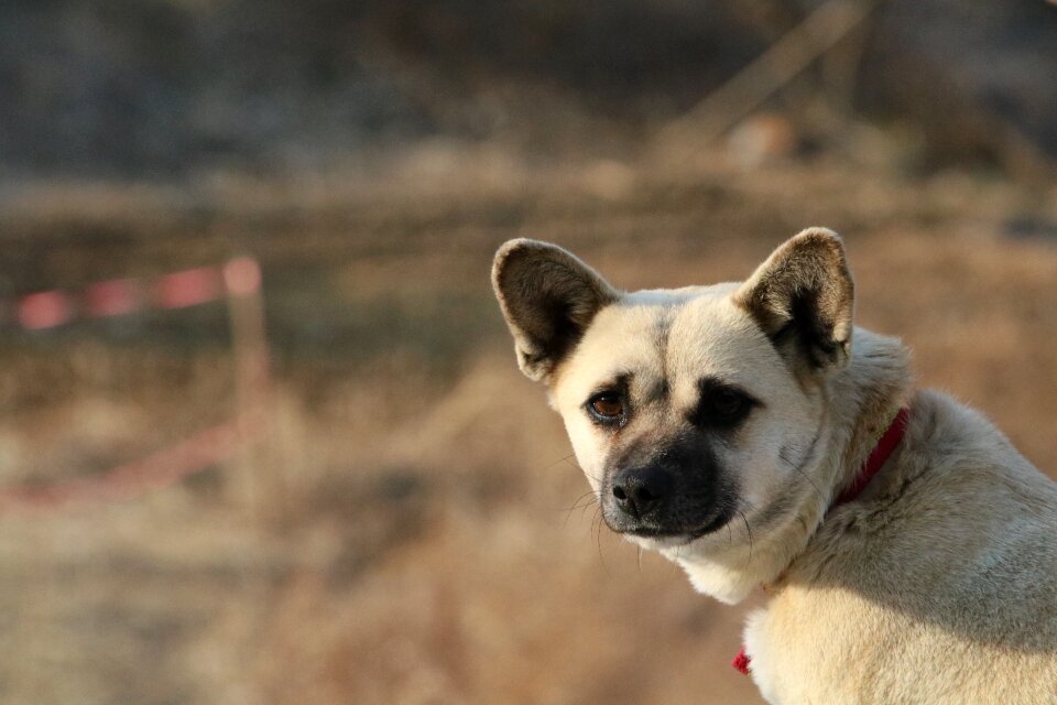 Cute dog pet