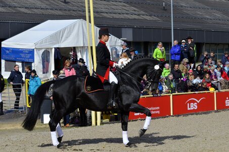 Stallion dressage horse