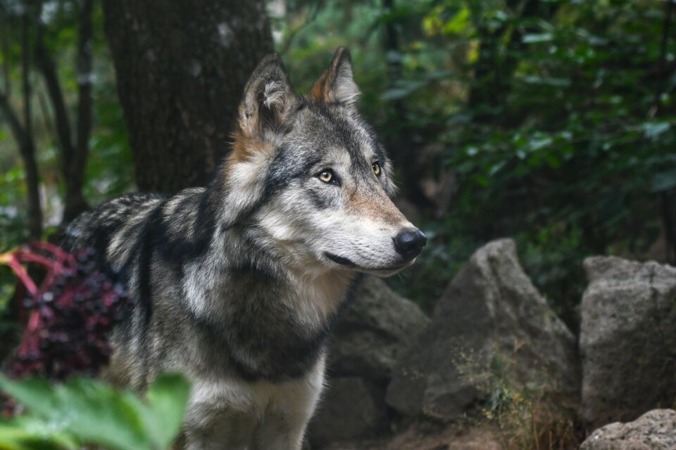 Grey animal wild