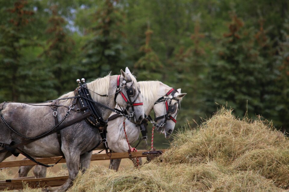 Field mammal cavalry