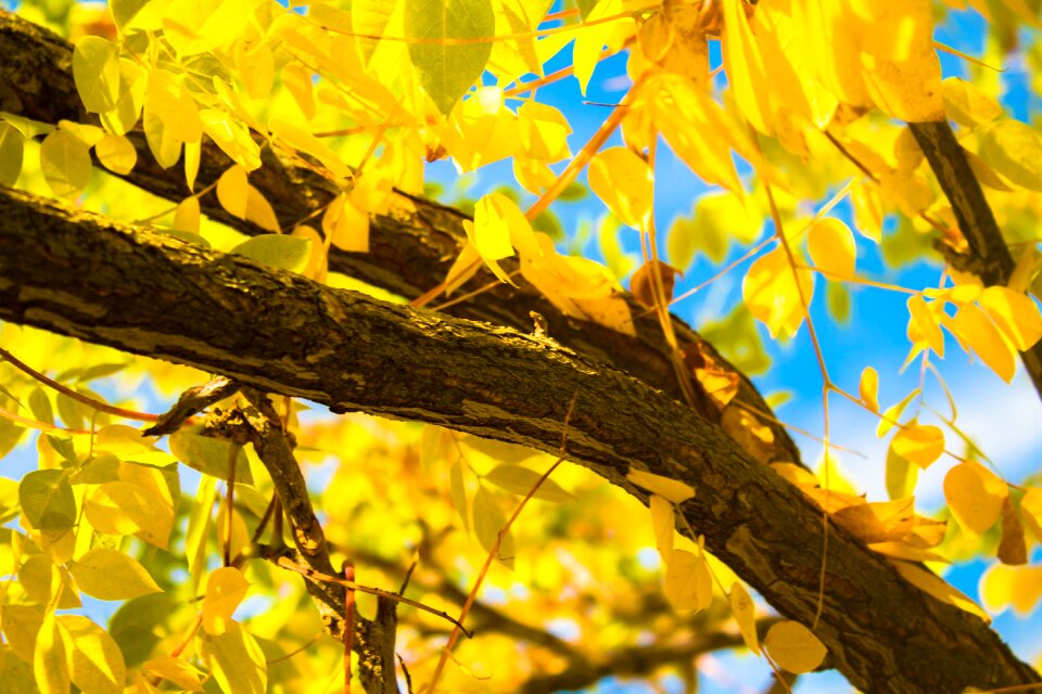 Season nature orange