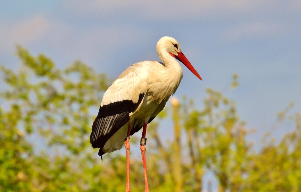 White stork plumage nature