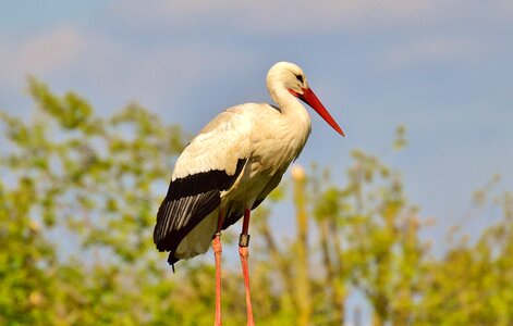 White stork plumage nature