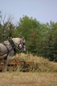 Harness grass nature photo