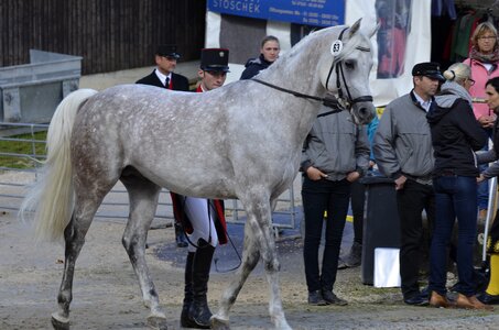 Mold stallion thoroughbred arabian photo