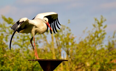 White stork plumage nature