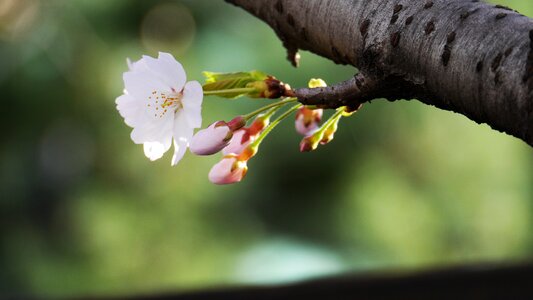 Nature naked trees daxing auto
