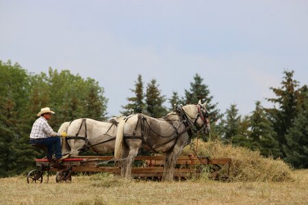 Hay draft team percheron photo