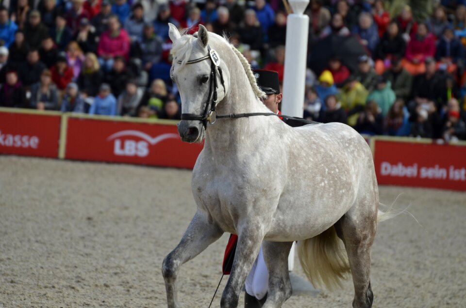 Thoroughbred arabian hand labor training at the hand