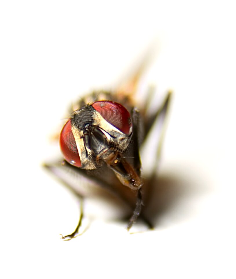 Eyes insect macro