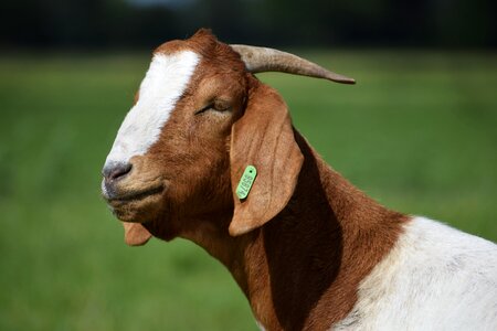 Farm no person goat