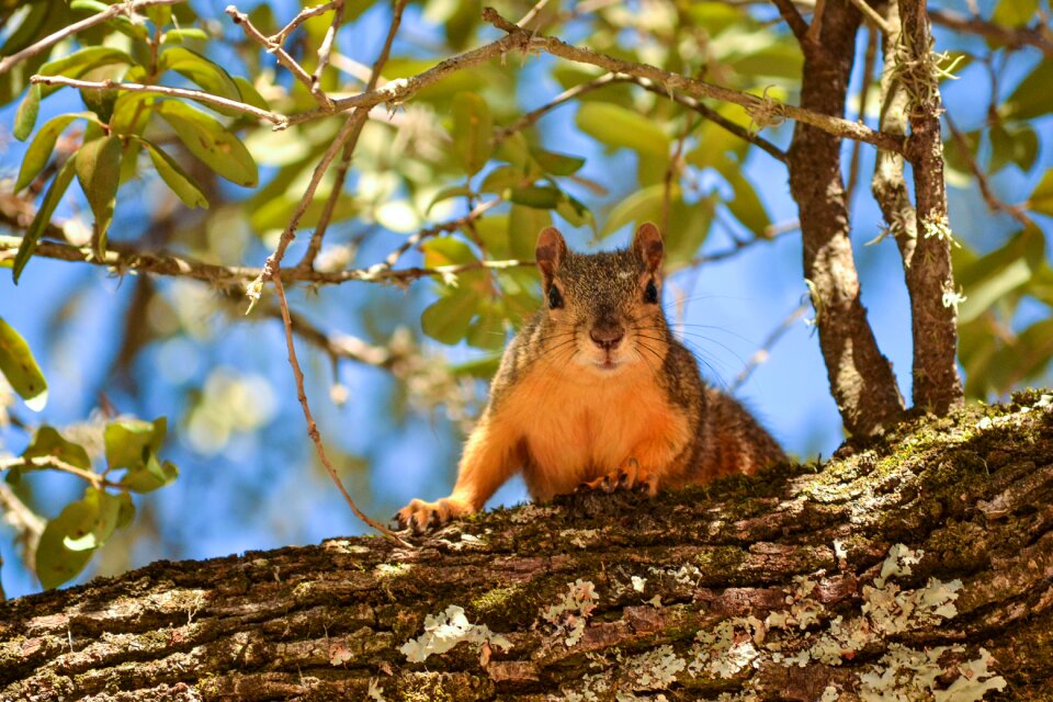 Squirrel tree leaves